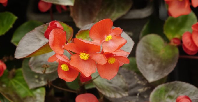 bégonia en fleur