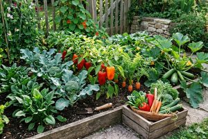 Cinq légumes à cultiver pour booster votre santé