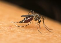 Quel moustique transmet le chikungunya<div class="yasr-vv-stars-title-container"><div class='yasr-stars-title yasr-rater-stars'
id='yasr-visitor-votes-readonly-rater-117dad04516da'
data-rating='4'
data-rater-starsize='16'
data-rater-postid='4119'
data-rater-readonly='true'
data-readonly-attribute='true'
></div><span class='yasr-stars-title-average'>4 (1)</span></div> Quel moustique transmet le chikungunya<div class="yasr-vv-stars-title-container"><div class='yasr-stars-title yasr-rater-stars'
id='yasr-visitor-votes-readonly-rater-18d16ad04a5ad'
data-rating='4'
data-rater-starsize='16'
data-rater-postid='4119'
data-rater-readonly='true'
data-readonly-attribute='true'
></div><span class='yasr-stars-title-average'>4 (1)</span></div>