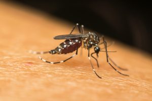 Quel moustique transmet le chikungunya