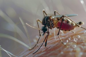 Est-ce que le moustique meurt après avoir piqué