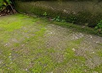 Comment enlever la mousse verte sur le béton<div class="yasr-vv-stars-title-container"><div class='yasr-stars-title yasr-rater-stars'
id='yasr-visitor-votes-readonly-rater-a8f77bbe658cf'
data-rating='0'
data-rater-starsize='16'
data-rater-postid='4244'
data-rater-readonly='true'
data-readonly-attribute='true'
></div><span class='yasr-stars-title-average'>0 (0)</span></div> Comment enlever la mousse verte sur le béton<div class="yasr-vv-stars-title-container"><div class='yasr-stars-title yasr-rater-stars'
id='yasr-visitor-votes-readonly-rater-ca7fb87f456de'
data-rating='0'
data-rater-starsize='16'
data-rater-postid='4244'
data-rater-readonly='true'
data-readonly-attribute='true'
></div><span class='yasr-stars-title-average'>0 (0)</span></div>