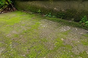 Comment enlever la mousse verte sur le béton