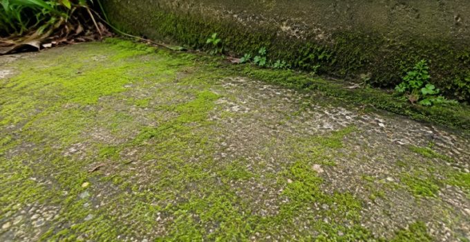 mousse verte sur béton