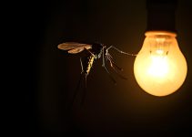 Les moustiques sont-ils attirés par la lumière ?<div class="yasr-vv-stars-title-container"><div class='yasr-stars-title yasr-rater-stars'
id='yasr-visitor-votes-readonly-rater-a72f18684efaa'
data-rating='5'
data-rater-starsize='16'
data-rater-postid='4151'
data-rater-readonly='true'
data-readonly-attribute='true'
></div><span class='yasr-stars-title-average'>5 (1)</span></div> Les moustiques sont-ils attirés par la lumière ?<div class="yasr-vv-stars-title-container"><div class='yasr-stars-title yasr-rater-stars'
id='yasr-visitor-votes-readonly-rater-be11a6a2a4887'
data-rating='5'
data-rater-starsize='16'
data-rater-postid='4151'
data-rater-readonly='true'
data-readonly-attribute='true'
></div><span class='yasr-stars-title-average'>5 (1)</span></div>