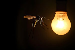 Les moustiques sont-ils attirés par la lumière ?