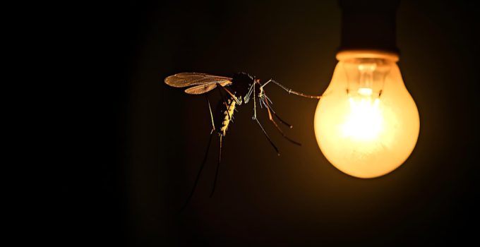 moustique attiré par lumière