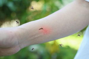 Pourquoi les moustiques piquent-ils certaines personnes davantage
