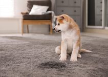 Comment enlever l’odeur d’urine de chien<div class="yasr-vv-stars-title-container"><div class='yasr-stars-title yasr-rater-stars'
id='yasr-visitor-votes-readonly-rater-04a8061aac7a3'
data-rating='0'
data-rater-starsize='16'
data-rater-postid='4231'
data-rater-readonly='true'
data-readonly-attribute='true'
></div><span class='yasr-stars-title-average'>0 (0)</span></div> Comment enlever l’odeur d’urine de chien<div class="yasr-vv-stars-title-container"><div class='yasr-stars-title yasr-rater-stars'
id='yasr-visitor-votes-readonly-rater-3378026aaa4ac'
data-rating='0'
data-rater-starsize='16'
data-rater-postid='4231'
data-rater-readonly='true'
data-readonly-attribute='true'
></div><span class='yasr-stars-title-average'>0 (0)</span></div>