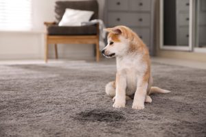 Comment enlever l&rsquo;odeur d&rsquo;urine de chien