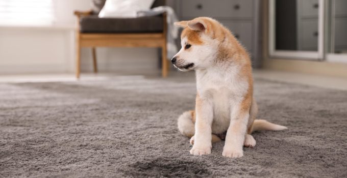 un chien qui a uriné sur la moquette