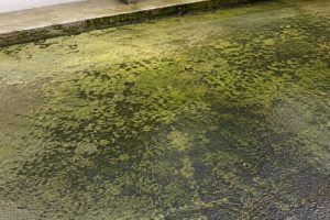 Comment enlever les dépôts verts d&rsquo;une terrasse en béton