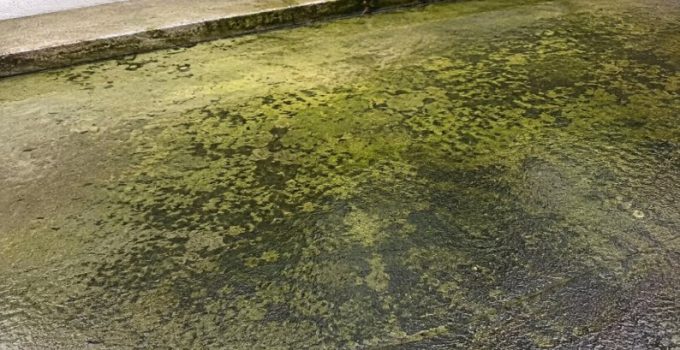 dépôts verts d'une terrasse