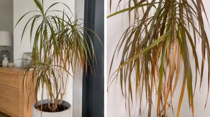 Dracaena marginata aux feuilles tombantes