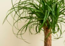 Dracaena marginata aux feuilles tombantes<div class="yasr-vv-stars-title-container"><div class='yasr-stars-title yasr-rater-stars'
id='yasr-visitor-votes-readonly-rater-045be0965b4ba'
data-rating='0'
data-rater-starsize='16'
data-rater-postid='4343'
data-rater-readonly='true'
data-readonly-attribute='true'
></div><span class='yasr-stars-title-average'>0 (0)</span></div> Dracaena marginata aux feuilles tombantes<div class="yasr-vv-stars-title-container"><div class='yasr-stars-title yasr-rater-stars'
id='yasr-visitor-votes-readonly-rater-e0bb9624a53b4'
data-rating='0'
data-rater-starsize='16'
data-rater-postid='4343'
data-rater-readonly='true'
data-readonly-attribute='true'
></div><span class='yasr-stars-title-average'>0 (0)</span></div>