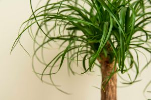 Dracaena marginata aux  feuilles tombantes