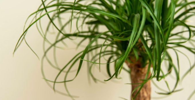 Dracaena marginata