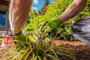 Comment faire entretenir son jardin gratuitement ?