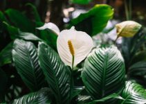 Un spathiphyllum qui ne fleurit pas pourquoi et comment le faire refleurir ?<div class="yasr-vv-stars-title-container"><div class='yasr-stars-title yasr-rater-stars'
                          id='yasr-visitor-votes-readonly-rater-bae51d51bbb64'
                          data-rating='0'
                          data-rater-starsize='16'
                          data-rater-postid='4336'
                          data-rater-readonly='true'
                          data-readonly-attribute='true'
                      ></div><span class='yasr-stars-title-average'>0 (0)</span></div>