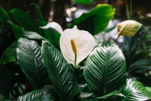 Un spathiphyllum qui ne fleurit pas pourquoi et comment le faire refleurir ?