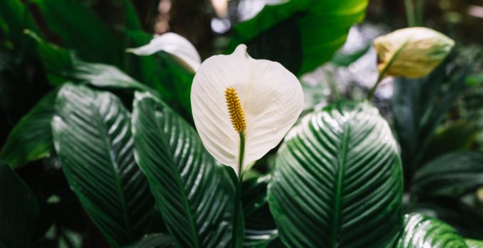 spathiphyllum