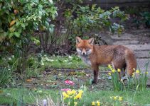 Crotte de renard dans le jardin : guide complet pour l’identifier, la nettoyer et s’en protéger<div class="yasr-vv-stars-title-container"><div class='yasr-stars-title yasr-rater-stars'
id='yasr-visitor-votes-readonly-rater-48d798516a9ab'
data-rating='0'
data-rater-starsize='16'
data-rater-postid='4473'
data-rater-readonly='true'
data-readonly-attribute='true'
></div><span class='yasr-stars-title-average'>0 (0)</span></div> Crotte de renard dans le jardin : guide complet pour l’identifier, la nettoyer et s’en protéger<div class="yasr-vv-stars-title-container"><div class='yasr-stars-title yasr-rater-stars'
id='yasr-visitor-votes-readonly-rater-69447a1ad59a8'
data-rating='0'
data-rater-starsize='16'
data-rater-postid='4473'
data-rater-readonly='true'
data-readonly-attribute='true'
></div><span class='yasr-stars-title-average'>0 (0)</span></div>
