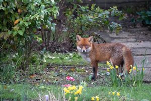 Crotte de renard dans le jardin : guide complet pour l’identifier, la nettoyer et s’en protéger