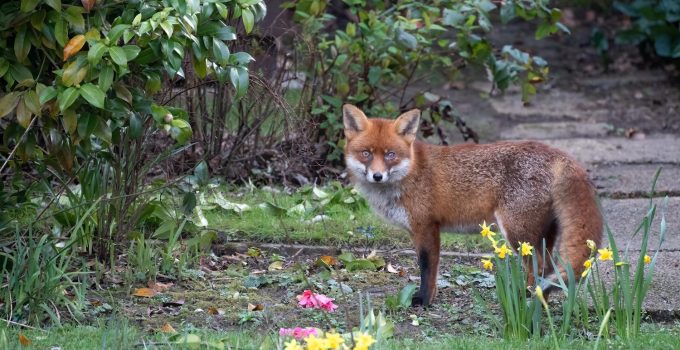 Vue rapprochée d'un renard rouge Vulpes vulpes dans un jardin anglais