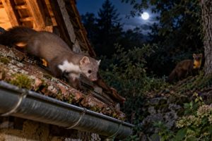 Fouine ou martre : comment les différencier autour de la maison ?