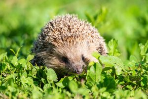 Crotte de hérisson : comment la reconnaître dans le jardin ?
