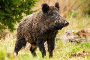Crotte de sanglier : comment reconnaître son passage au jardin ?